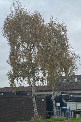 Silver Birch.jpg