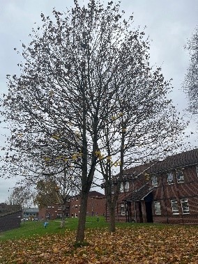 Norway Maple.jpg