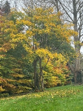 Field Maple.jpg