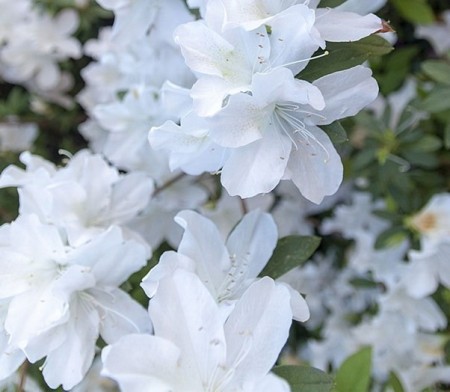  Image of white azaleas